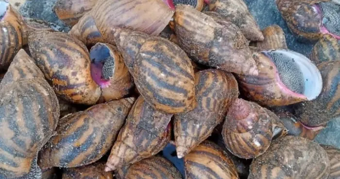 filiere-escargot-en-peril-a-tai-une-richesse-en-voie-dextinction