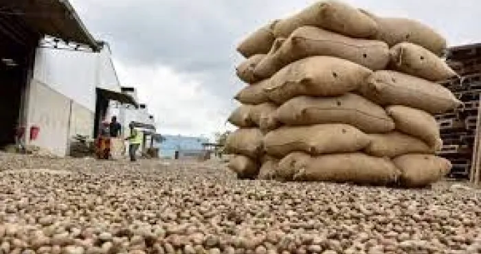 developpement-de-la-filiere-anacarde-des-transformateurs-nationaux-sengagent-dans-la-vision-du-gouvernement