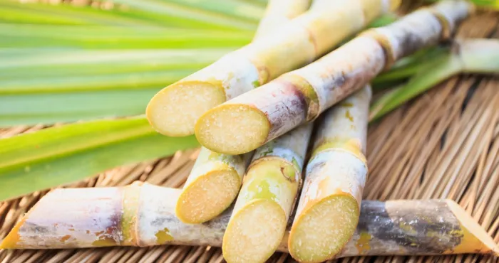 canne-a-sucre-une-panacee-aux-innombrables-vertus