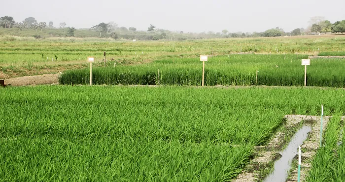 riziculture-5-milliards-de-fcfa-de-la-bidc-pour-lamenagement-dun-perimetre-rizicole-dans-le-nord-du-pays