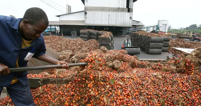palmier-a-huile-quand-la-bonne-sante-de-la-filiere-fait-laffaire-des-actionnaires