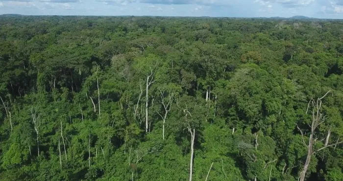 restaurer-le-couvert-forestier-detruit-un-defi-surmontable-pour-la-cote-divoire