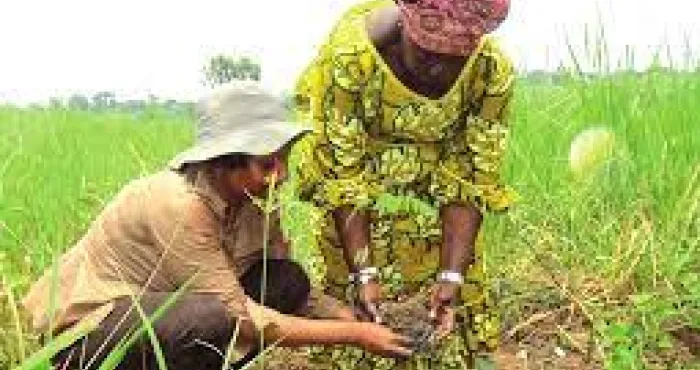 agroforesterie-le-centre-de-semence-de-la-sodefor-pour-faire-pousser-la-foret-ivoirienne