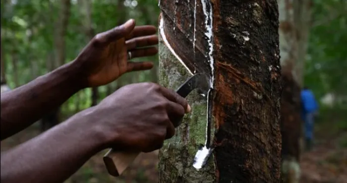 lutte-contre-la-desertification-la-culture-de-lhevea-pour-coloniser-la-savane