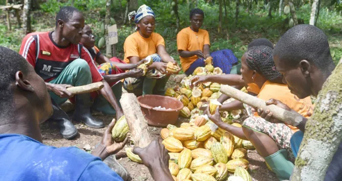 business-ces-secteurs-les-plus-prometteurs-en-cote-divoire