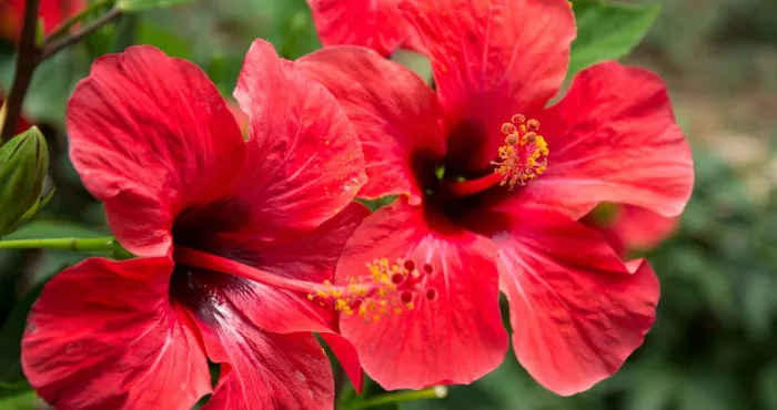 hibiscus-une-fleur-qui-nourrit-et-repare-les-peaux-dessechees-ou-abimees