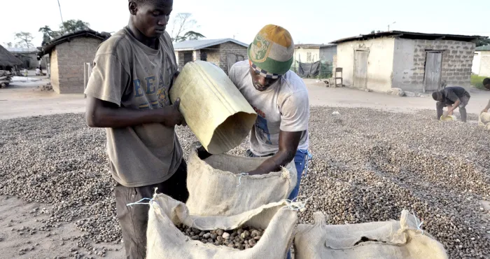 amelioration-des-conditions-de-vie-des-producteurs-plus-de-16-000-milliards-de-fcfa-de-revenus-financiers-distribues-aux-planteurs-depuis-2012