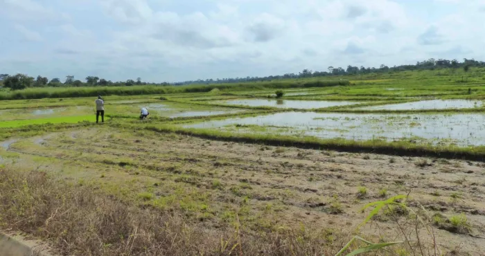 riziculture-1-116-ha-de-riz-amenages-par-le-projet-de-pole-agro-industriel-du-belier-2pai-belier-depuis-2018