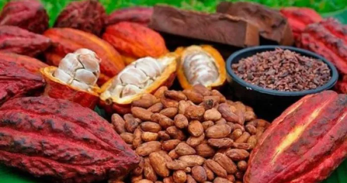non-respect-des-engagements-pour-soutenir-les-producteurs-la-cote-divoire-et-le-ghana-se-revoltent-contre-les-multinationales-du-cacao