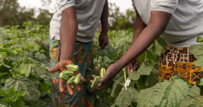 projet-de-pole-agro-industriel-dans-la-region-du-belier-des-resultats-probants-pour-461-600-beneficiaires