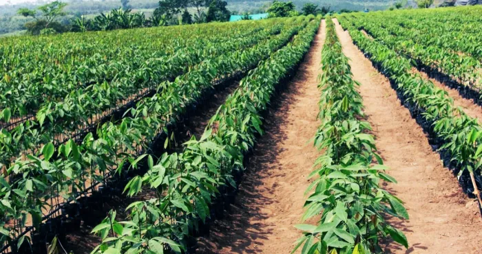 journees-de-ladministration-agricole-delocalisee-jaad-la-10eme-edition-prevue-du-08-au-10-decembre-2022-dans-le-moronou