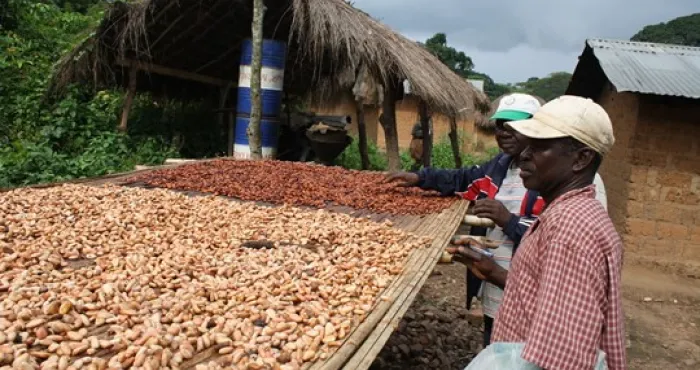 cafe-cacao-securisation-de-leurs-finances-les-producteurs-vont-disposer-de-carte-de-paiement-electronique