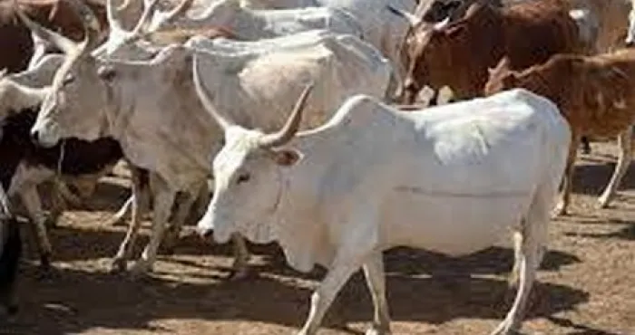autosuffisance-en-viande-et-poisson-les-mesures-du-gouvernement-pour-relever-le-defi