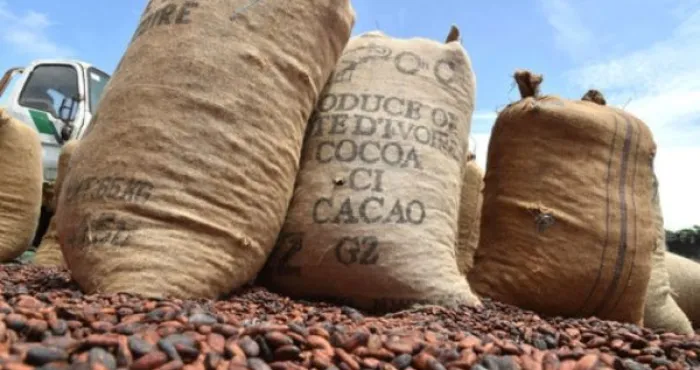 rapport-cacao-1er-trimestre-2022-la-cote-divoire-en-leger-baisse-de-procduction