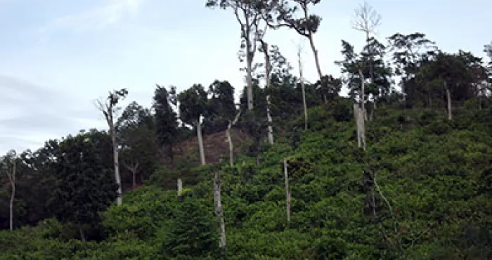 environnement-la-foret-classee-de-languededou-va-subir-une-nouvelle-delimitation