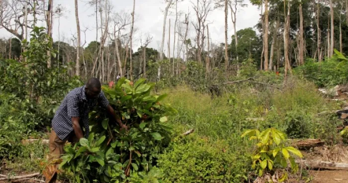 cafe-cacao-restauration-du-couvert-forestier-plus-de-6-5-millions-ha-envisages-a-lhorizon-2030