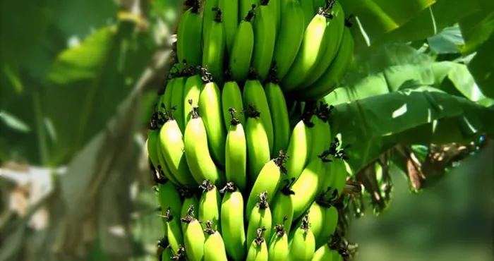 exportation-de-bananes-la-cote-divoire-occupe-la-7e-place-dans-le-top-10-mondial