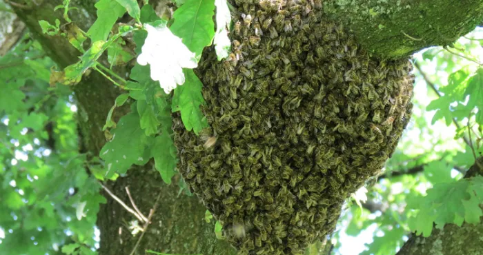 insolite-des-abeilles-sinvitent-a-un-mariage-et-font-un-mort-et-des-blesses