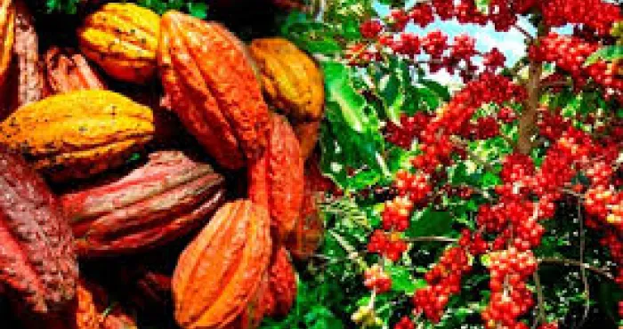 agriculture-campagne-2023-2024-le-gouvernement-fixe-le-kg-a-1000-fcfa-et-le-cafe-a-900-fcfa