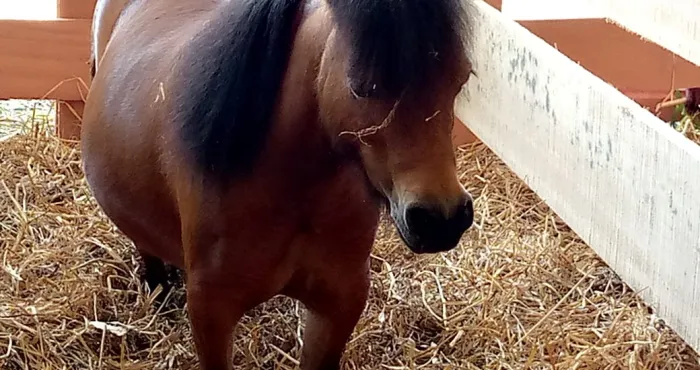 sara-2023-a-la-decouverte-de-ces-chevaux-poney-qui-suscitent-la-curiosite