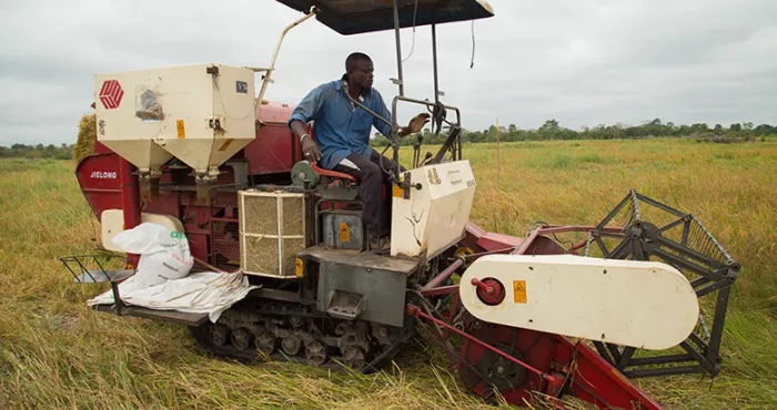 autosuffisance-alimentaire-riz-mais-legumes-la-cote-divoire-repense-ses-strategies-pour-accroitre-sa-production