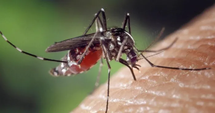 burkina-faso-une-epidemie-de-dengue-fait-48-deces-en-une-semaine