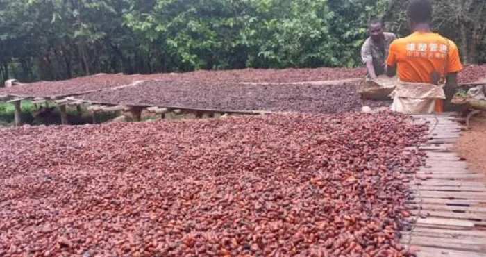 cacao-culture-des-partenaires-satisfaits-du-respect-des-mesures-securitaires-des-producteurs