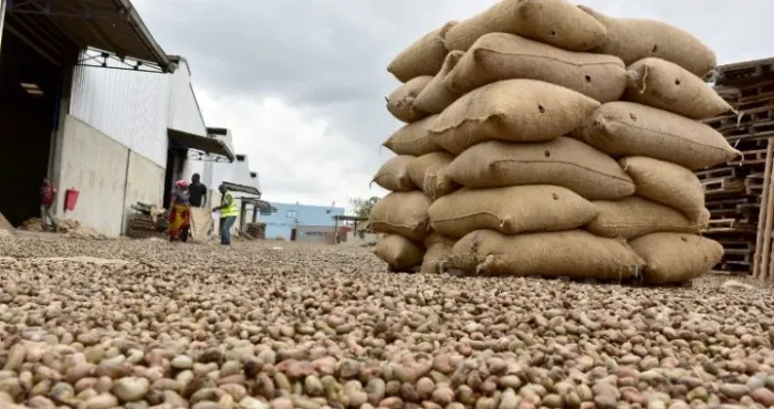 apres-le-cacao-des-etats-africains-optent-pour-la-creation-dune-bourse-pour-le-cajou