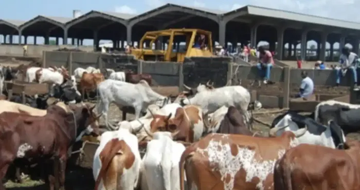 vente-de-betails-a-abidjan-le-parc-de-port-bouet-delocalise-a-adjame