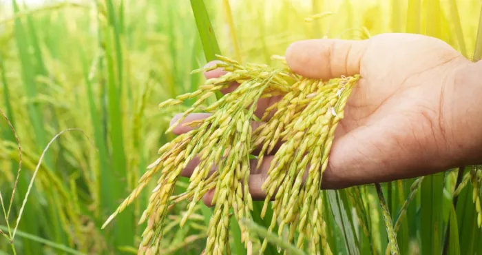 industrie-du-riz-un-rendez-vous-incontournable-annonce-a-soubre