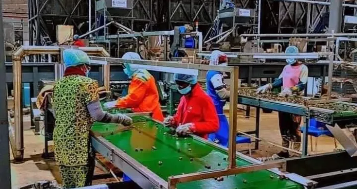 transformation-de-la-noix-de-cajou-boundiali-abrite-la-plus-grande-usine-dafrique-de-louest