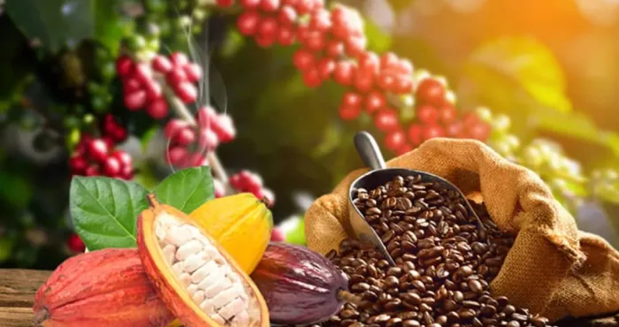 agriculture-le-gouvernement-fixe-le-prix-du-cacao-a-1800f-et-le-cafe-a-1500f