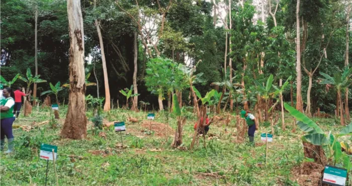 dossier-agriculture-durable-et-agroforesterie-en-cote-divoire-a-la-decouverte-de-lambitieux-projet-de-sauvetage-du-cacao-et-de-la-foret-dossier