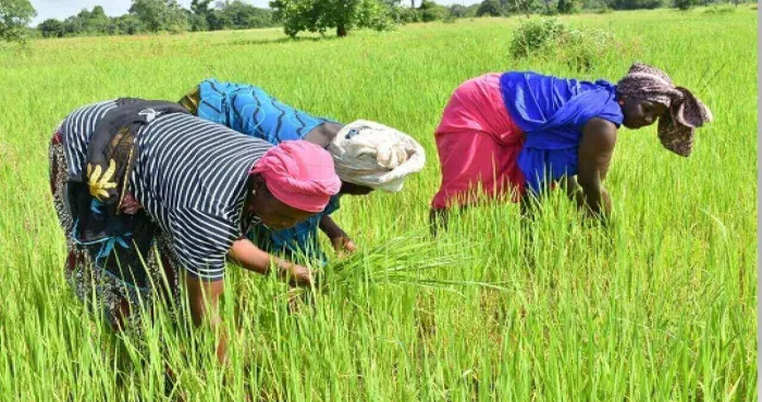 atteinte-de-la-souverainete-alimentaire-une-academie-des-metiers-du-riz-voit-le-jour-pour-booster-la-production
