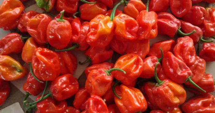 nutrition-le-piment-rouge-reduit-le-risque-dinfarctus-et-davc