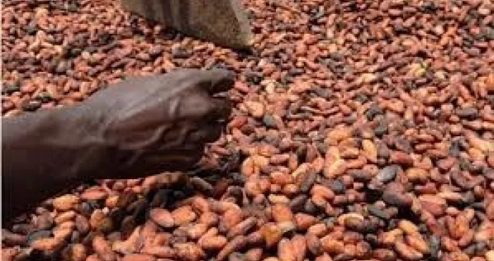 campagne-intermediaire-cafe-cacao-2024-2025-une-hausse-du-prix-du-cacao-de-plus-de-20