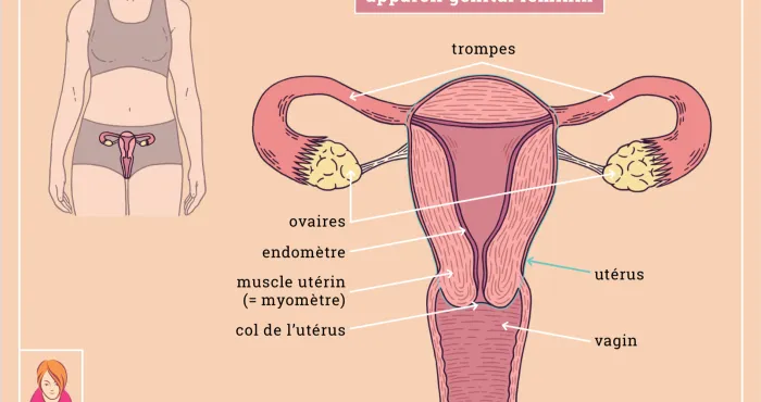 allo-docteur-lendometriose-une-maladie-feminine-ignoree